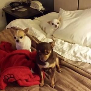 Meet your Posher, Greg